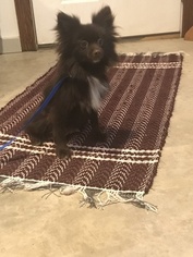 Mother of the Pom-Shi puppies born on 11/06/2017