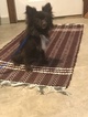 Small Photo #1 Pom-Shi Puppy For Sale in GOSHEN, IN, USA
