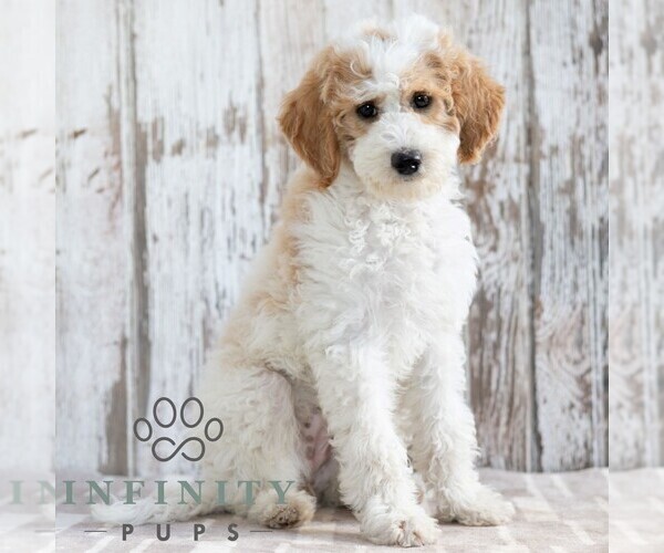 Medium Photo #2 Goldendoodle (Miniature) Puppy For Sale in SUNBURY, PA, USA