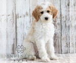 Small #1 Goldendoodle (Miniature)