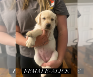 Labrador Retriever Puppy for sale in MEBANE, NC, USA