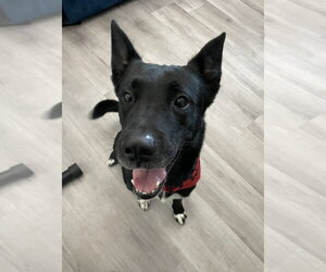 Shadow - Male Shepradors Dog for Adoption - Photo #2