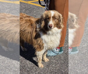 Australian Shepherd Dogs for adoption in Aurora, IN, USA