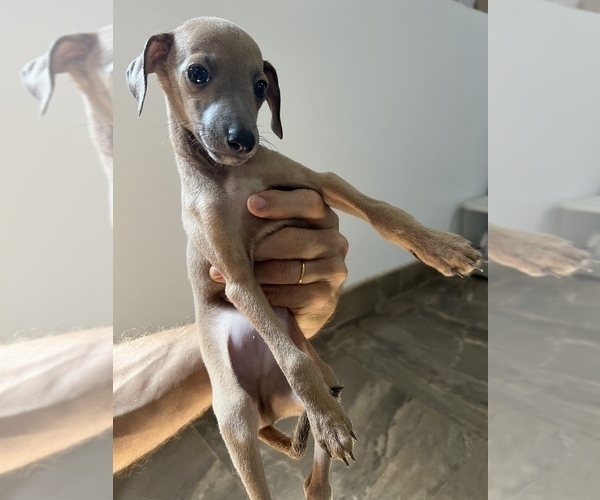 Medium Photo #3 Italian Greyhound Puppy For Sale in BROOKLYN, NY, USA