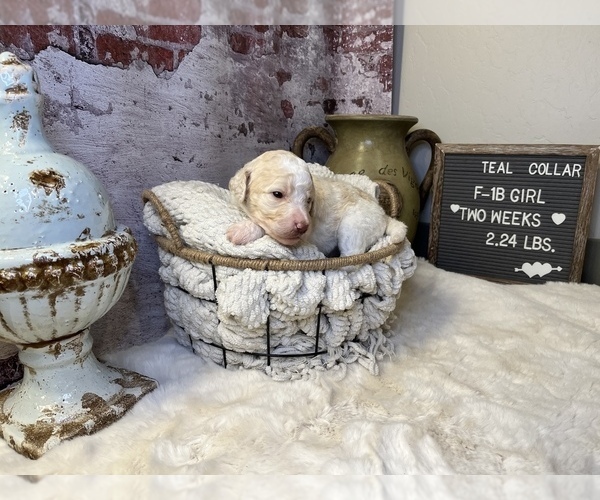 Medium Photo #7 Saint Berdoodle Puppy For Sale in QUEEN CREEK, AZ, USA