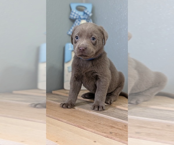 Medium Photo #5 Labrador Retriever Puppy For Sale in GOSHEN, IN, USA