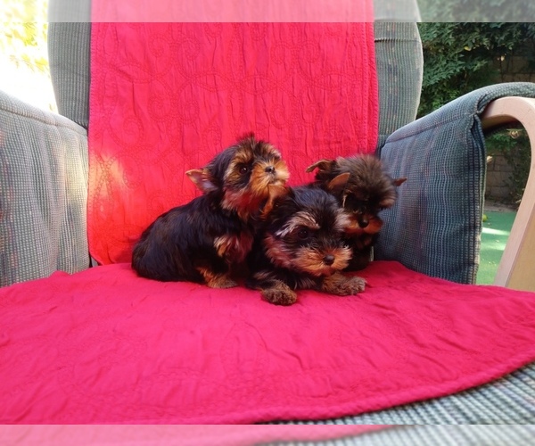 Medium Photo #3 Yorkshire Terrier Puppy For Sale in SIMI VALLEY, CA, USA