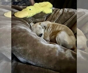 Scout - Male American Staffordshire Terrier-Black Mouth Cur Mix Dog for Adoption - Photo #2