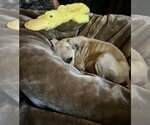 Small Photo #2 American Staffordshire Terrier-Black Mouth Cur Mix Puppy For Sale in Holly Springs, NC, USA