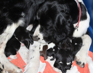 Mother of the English Springer Spaniel puppies born on 11/25/2016