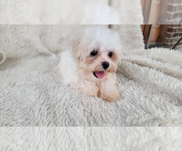 Medium Photo #1 Maltipoo (Toy) Puppy For Sale in BRANSON, MO, USA
