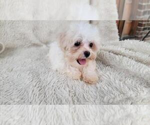 Maltipoo (Toy) Puppy for sale in BRANSON, MO, USA