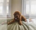 Small Photo #5 Goldendoodle (Miniature) Puppy For Sale in STELLA, NC, USA