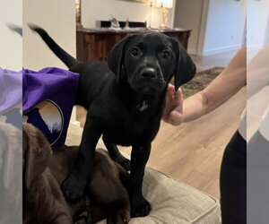 Labrador Retriever Dogs for adoption in Fort Worth, TX, USA