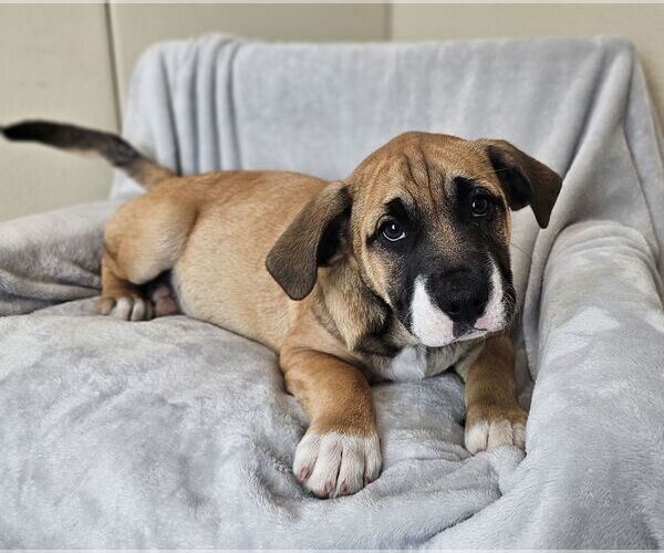 Medium Photo #1 Australian Shepherd-Bulldog Mix Puppy For Sale in McKinney, TX, USA