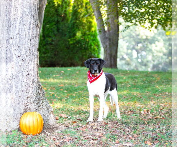 Medium Photo #20 Border Collie-Unknown Mix Puppy For Sale in Unionville, PA, USA