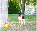 Small #19 Border Collie Mix