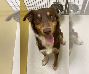 Australian Shepherd Dogs for adoption in Pampa, TX, USA