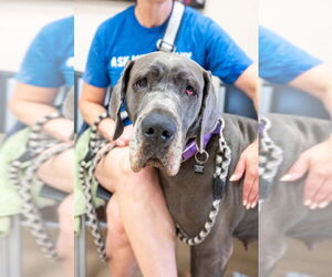 Great Dane Dogs for adoption in Mundelein, IL, USA