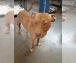 Small #1 American Bulldog-Labrador Retriever Mix