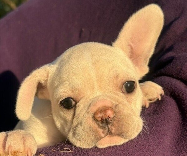 Medium Photo #3 Faux Frenchbo Bulldog-French Bulldog Mix Puppy For Sale in MOUNDRIDGE, KS, USA