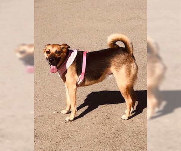 Medium Photo #4 Shug Puppy For Sale in Newport Beach, CA, USA