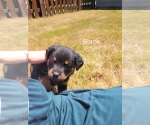 Rottweiler Puppy for sale in OLYMPIA, WA, USA