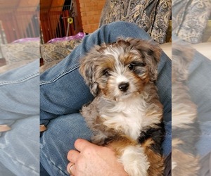 Aussiedoodle Puppy for sale in STAFFORD, VA, USA