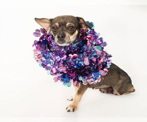 Chiweenie Dogs for adoption in phoenix, AZ, USA