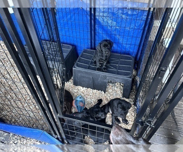 Medium Photo #2 German Shorthaired Lab Puppy For Sale in TACOMA, WA, USA