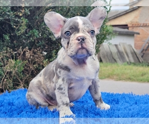 French Bulldog Puppy for sale in BOSTON, MA, USA