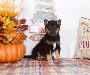 Shiba Inu Puppy for sale in BEL AIR, MD, USA