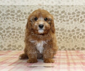 Cavapoo Puppy for Sale in DENVER, Pennsylvania USA