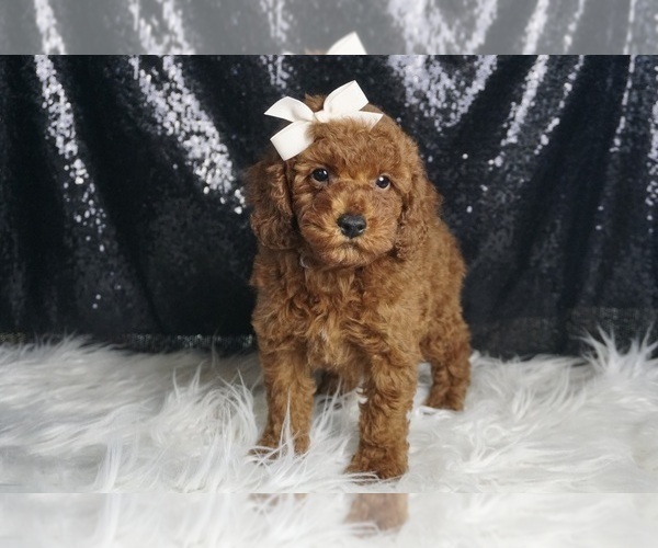 Medium Photo #6 Poodle (Miniature) Puppy For Sale in WARSAW, IN, USA
