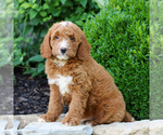 Small #2 Goldendoodle (Miniature)