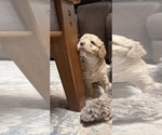 Puppy 8 Aussiedoodle