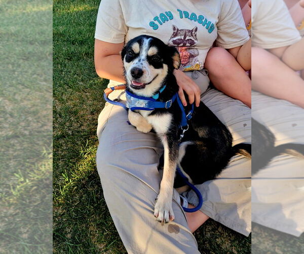 Medium Photo #4 Huskies -Unknown Mix Puppy For Sale in Salt Lake City, UT, USA