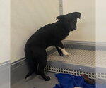 Small #3 Mutt