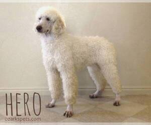 Father of the English Cream Golden Retriever-Poodle (Standard) Mix puppies born on 03/31/2021