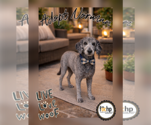 Labrador Retriever Dogs for adoption in Menifee, CA, USA