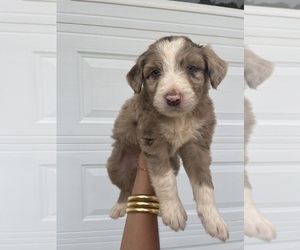 F2 Aussiedoodle Puppy for Sale in MILNER, Georgia USA