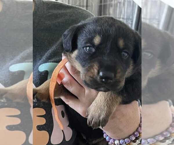 Medium Photo #3 Black and Tan Coonhound-Rottweiler Mix Puppy For Sale in Mooresville, NC, USA