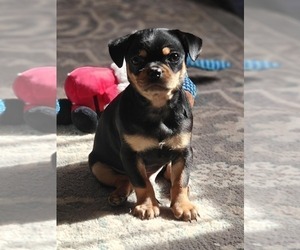 Pug Puppy for sale in GREAT FALLS, SC, USA