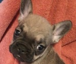Puppy 1 French Bulldog