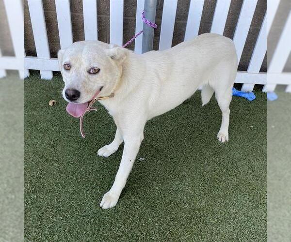 Medium Photo #1 Labrador Retriever-Unknown Mix Puppy For Sale in Modesto, CA, USA