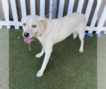 Small Labrador Retriever Mix