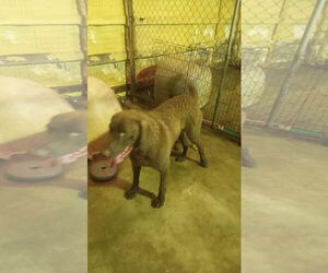 Chesapeake Bay Retriever Dogs for adoption in Bonifay, MO, USA