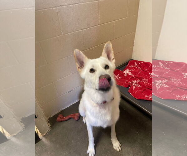 Medium Photo #12 German Shepherd Dog Puppy For Sale in Lewistown, PA, USA