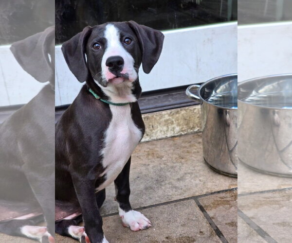 Medium Photo #1 American Staffordshire Terrier-Great Dane Mix Puppy For Sale in Germantown, OH, USA