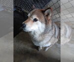 Small Shiba Inu
